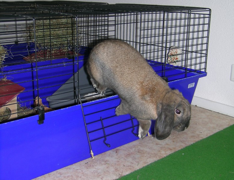 ../Images/3 Snoopy.jpg